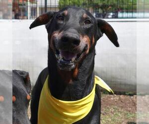 Doberman Pinscher-Unknown Mix Dogs for adoption in San Antonio, TX, USA