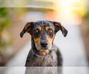 Dachshund Dogs for adoption in El Cajon, CA, USA