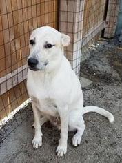Mutt Dogs for adoption in Mission, KS, USA