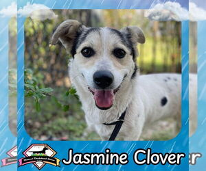 Dachshund-Unknown Mix Dogs for adoption in San Antonio, TX, USA