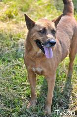 German Shepherd Dog Dogs for adoption in Jackson, MS, USA