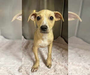 Chihuahua-Unknown Mix Dogs for adoption in Oak Bluffs, MA, USA