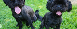 Shih Tzu Dogs for adoption in Birdsboro, PA, USA