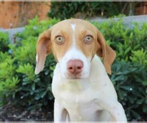 Lab-Pointer Dogs for adoption in San Luis Rey, CA, USA