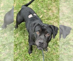 American Staffordshire Terrier Dogs for adoption in Fort Lauderdale, FL, USA