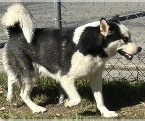 Siberian Husky Dogs for adoption in San Antonio, TX, USA