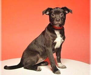 Boxador Dogs for adoption in Crossville, TN, USA