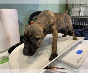 Labrador Retriever-Unknown Mix Dogs for adoption in Grand Prairie, TX, USA