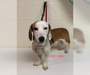 Basset Hound Dogs for adoption in Newport, KY, USA