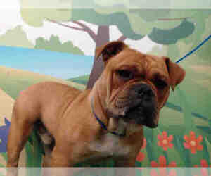 Bulldog Dogs for adoption in Waco, TX, USA
