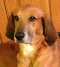 Medium Photo #1 Redbone Coonhound Puppy For Sale in Alexander, AR, USA