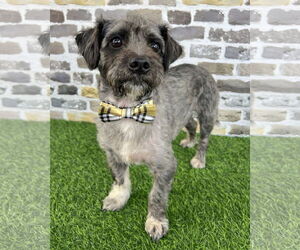 Mutt Dogs for adoption in Corona, CA, USA