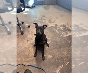 Labrador Retriever-Unknown Mix Dogs for adoption in Tallahassee, FL, USA