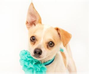 Chihuahua Dogs for adoption in Orlando, FL, USA