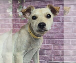 Chihuahua-Unknown Mix Dogs for adoption in Lakewood, CO, USA