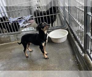 Chihuahua Dogs for adoption in Pasadena, CA, USA