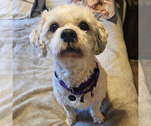 Shih Tzu-Unknown Mix Dogs for adoption in Fargo, ND, USA