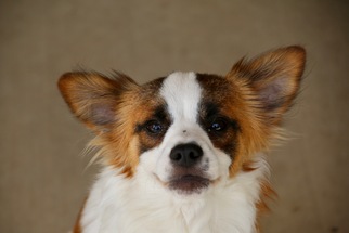 Papillon Dogs for adoption in Royse City, TX, USA