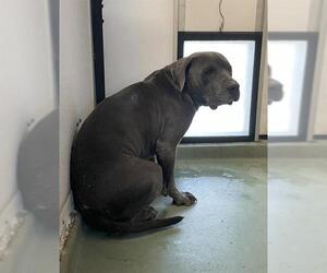 American Pit Bull Terrier-Unknown Mix Dogs for adoption in Riverside, CA, USA