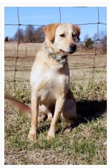 Labrador Retriever Dogs for adoption in Marion, KY, USA