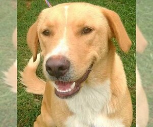 Retriever -Unknown Mix Dogs for adoption in Tyler, TX, USA