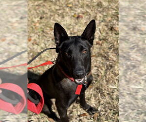 Mutt Dogs for adoption in Imlay City, MI, USA