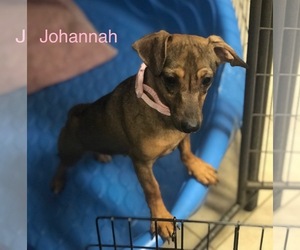 Chiweenie Dogs for adoption in Sonora, CA, USA