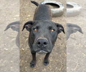 Labrador Retriever Dogs for adoption in Tracy City, TN, USA