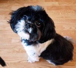 Shih Tzu Dogs for adoption in Antioch, CA, USA