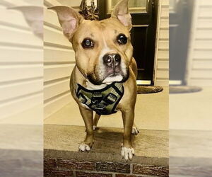 American Pit Bull Terrier-Unknown Mix Dogs for adoption in Westwood, NJ, USA