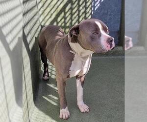 American Pit Bull Terrier Dogs for adoption in Downey, CA, USA