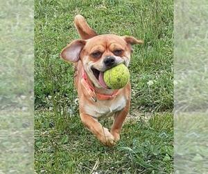Puggle Dogs for adoption in Pierceton , IN, USA