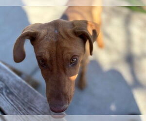 Labrador Retriever-Unknown Mix Dogs for adoption in Tulsa, OK, USA