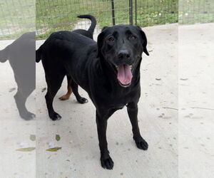 Mutt Dogs for adoption in Green Forest, AR, USA