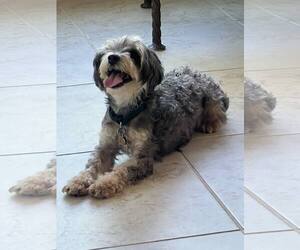 Maltese-Unknown Mix Dogs for adoption in Holly Springs, NC, USA