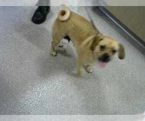 Puggle Dogs for adoption in Louisville, KY, USA