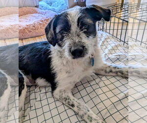 Mutt Dogs for adoption in Sandy, UT, USA