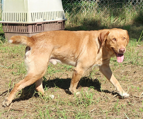 Golden Labrador Dogs for adoption in Eureka Springs, AR, USA