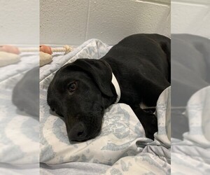 Labrador Retriever-Unknown Mix Dogs for adoption in Howell, MI, USA