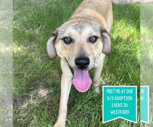 Mutt Dogs for adoption in Boston, MA, USA