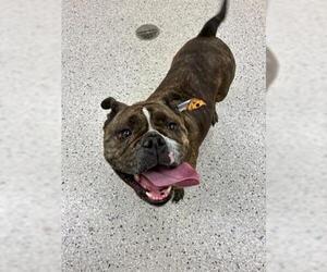 Bulldog Dogs for adoption in Brighton, CO, USA