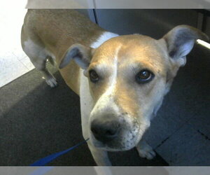 Mutt Dogs for adoption in Big Bear City, CA, USA