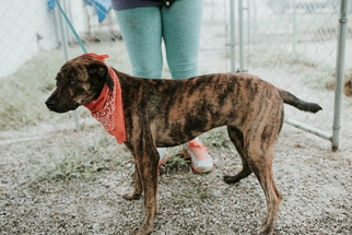 Mountain Cur-Unknown Mix Dogs for adoption in JAMESTOWN, TN, USA