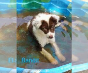 Border-Aussie Dogs for adoption in toms river, NJ, USA