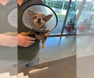 Mutt Dogs for adoption in San Martin, CA, USA