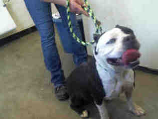 American Staffordshire Terrier Dogs for adoption in Morgan Hill, CA, USA