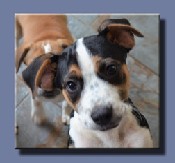 Medium Photo #1 Mutt Puppy For Sale in Wakefield, RI, USA