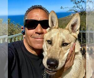 Alusky Dogs for adoption in San Juan Capistrano, CA, USA