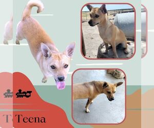 Chihuahua-Unknown Mix Dogs for adoption in Lindsay, CA, USA