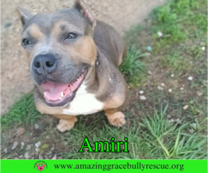 American Staffordshire Terrier Dogs for adoption in Milton, FL, USA